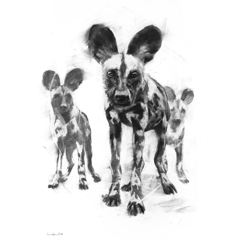 African Wild Dog