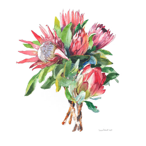 Proteas - a beautiful bunch (DScc283)