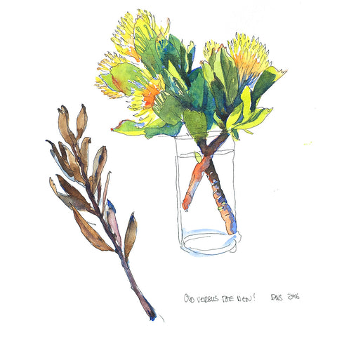 Proteas Yellow Pincushions old vs new (DScc060)