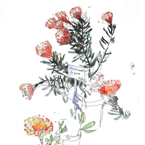 Proteas Pincushion (DScc061)