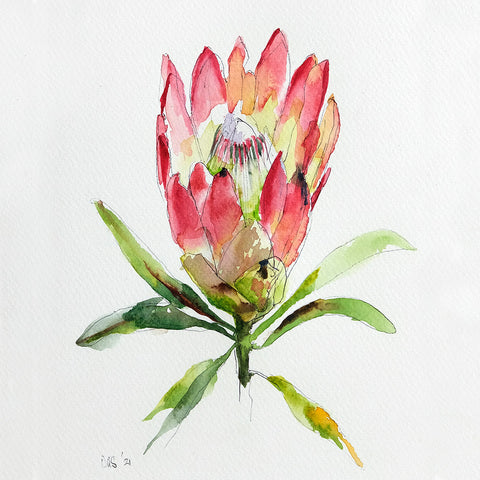 Protea Repens (DScc292)