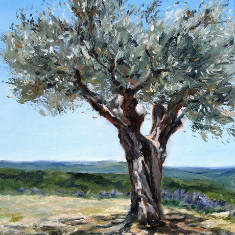 Maslaval-olive-tree