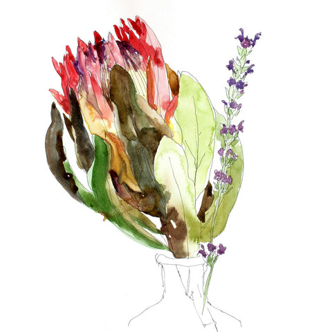 Proteas-lavender