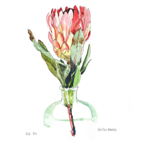Proteas-vovotelo