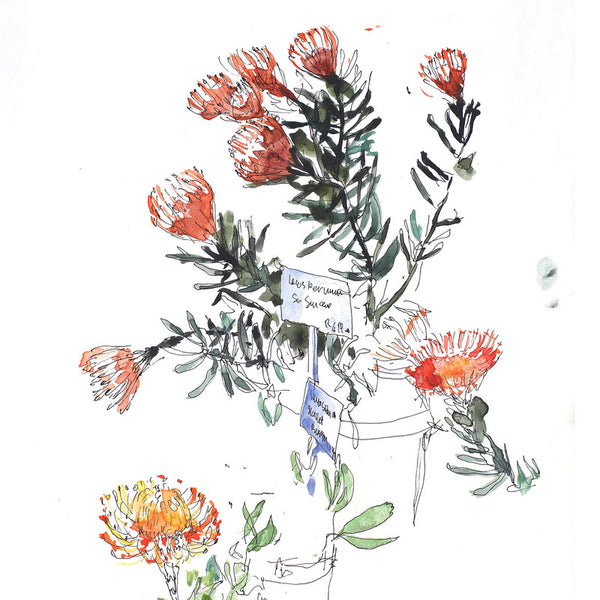 Proteas-pincushion-orange