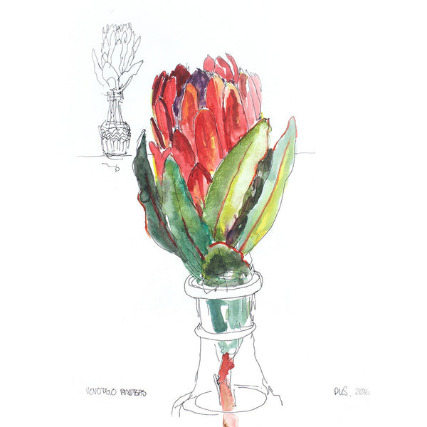 Proteas-1-line-drawing