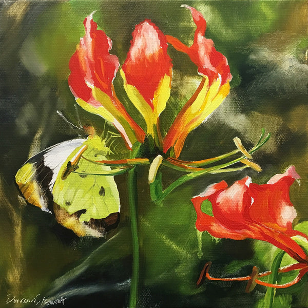 Flame-lily