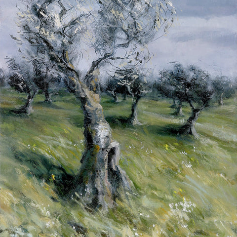 windswept-Fornello-olivetrees