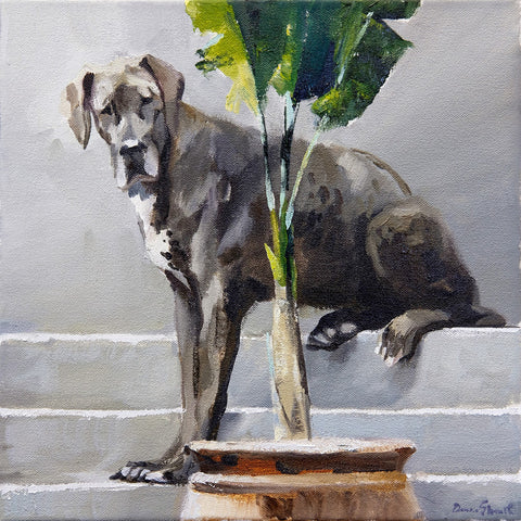 Great-Dane