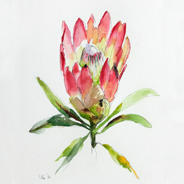 Protea-Repens