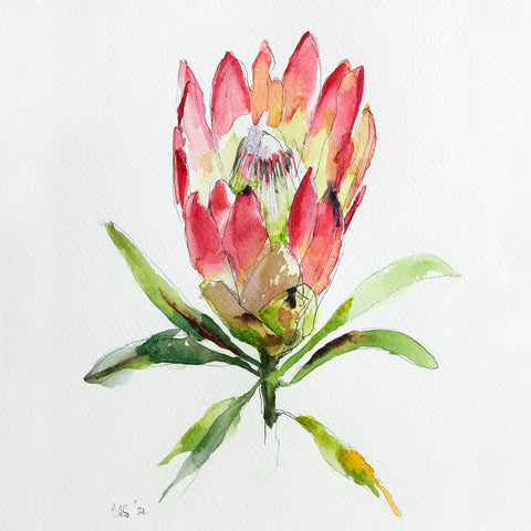 Protea-Repens