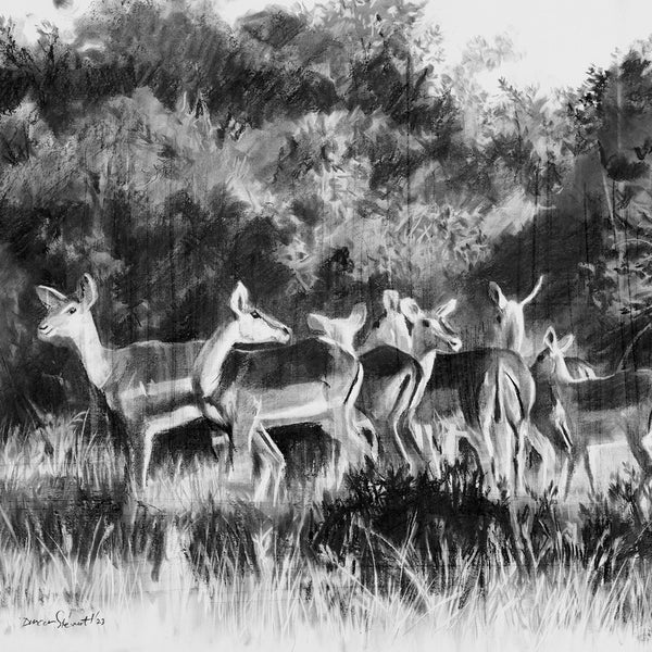 African-wildlife-impala