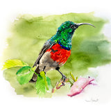 Double Collared Sunbird