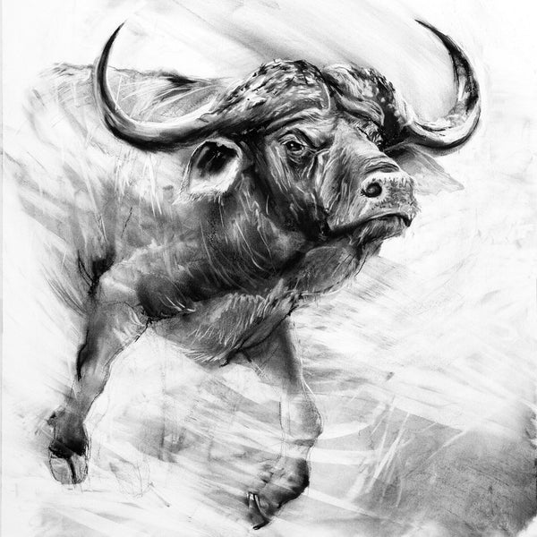 Buffalo-charge