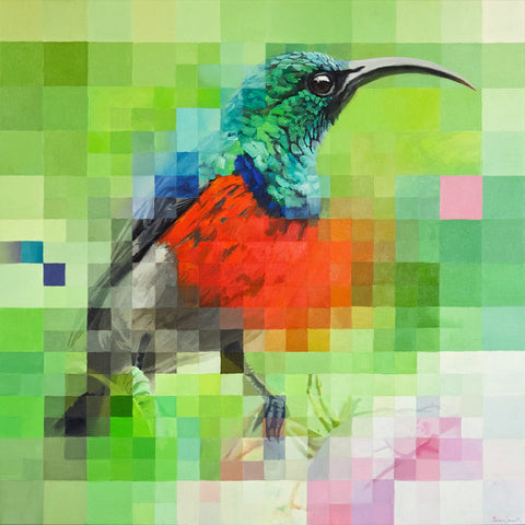 Greater-Double-Collard-Sunbird-bright
