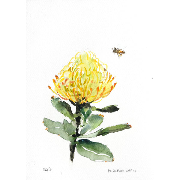 Pollen Protea (DScc291)