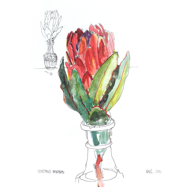 Proteas with coffee (DScc065)